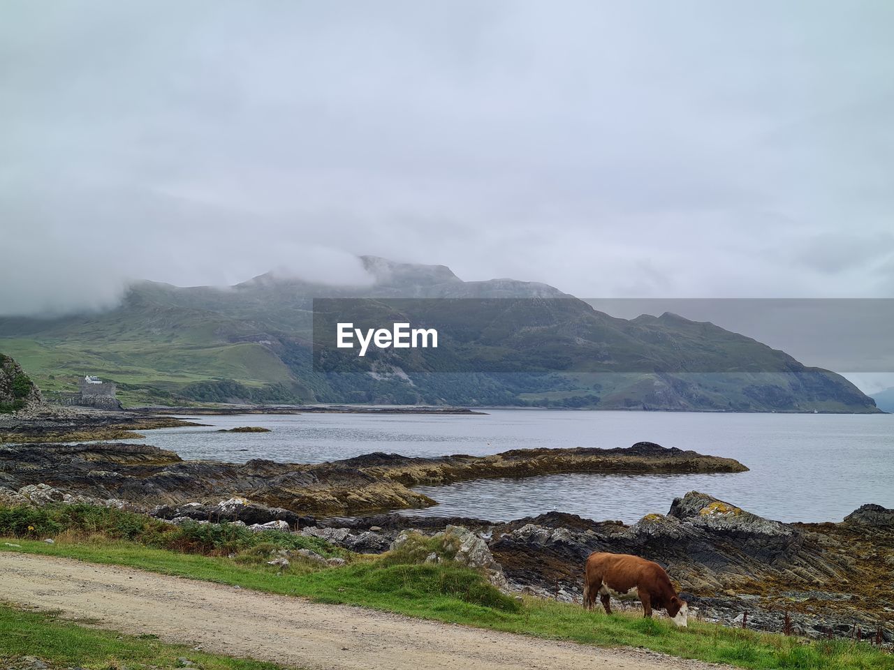 VIEW OF A HORSE IN WATER