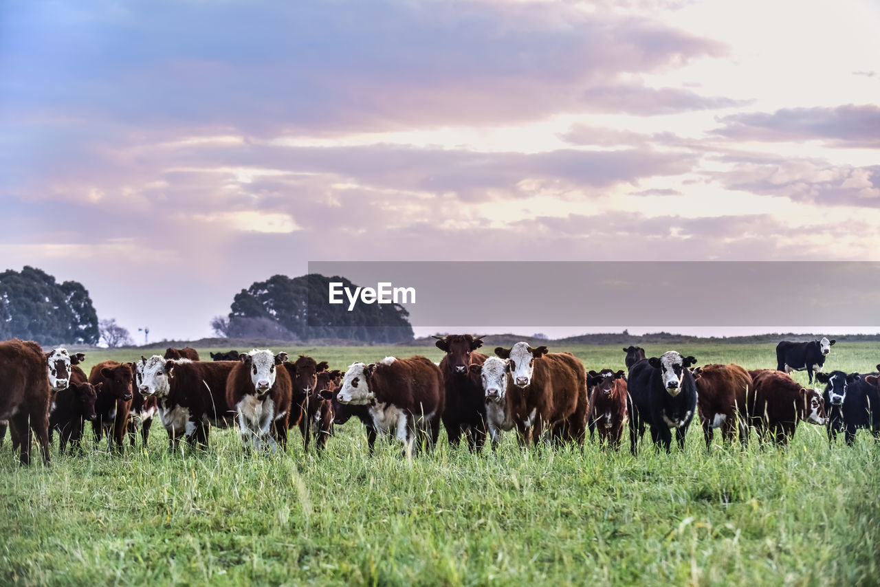 group of horses on field against sky