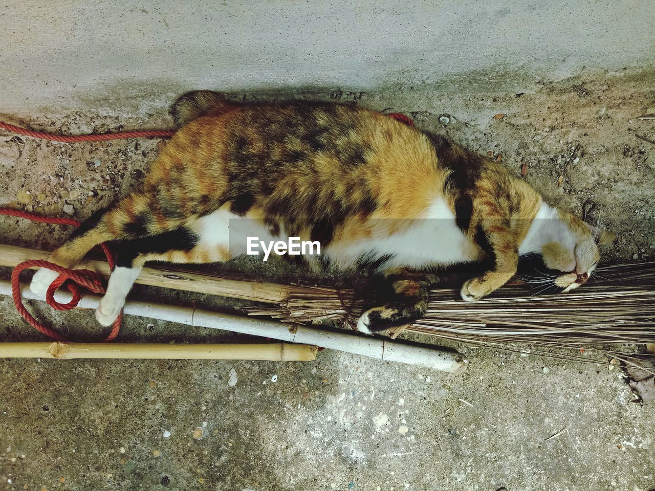 HIGH ANGLE VIEW OF CAT SLEEPING