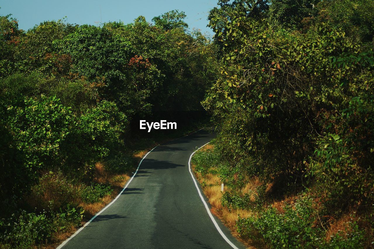 High angle view of road in forest