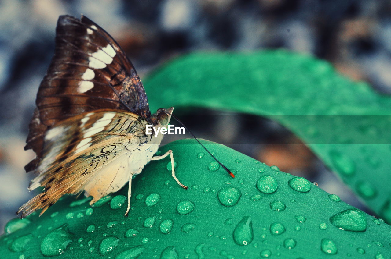 Close-up of butterfly on leaf