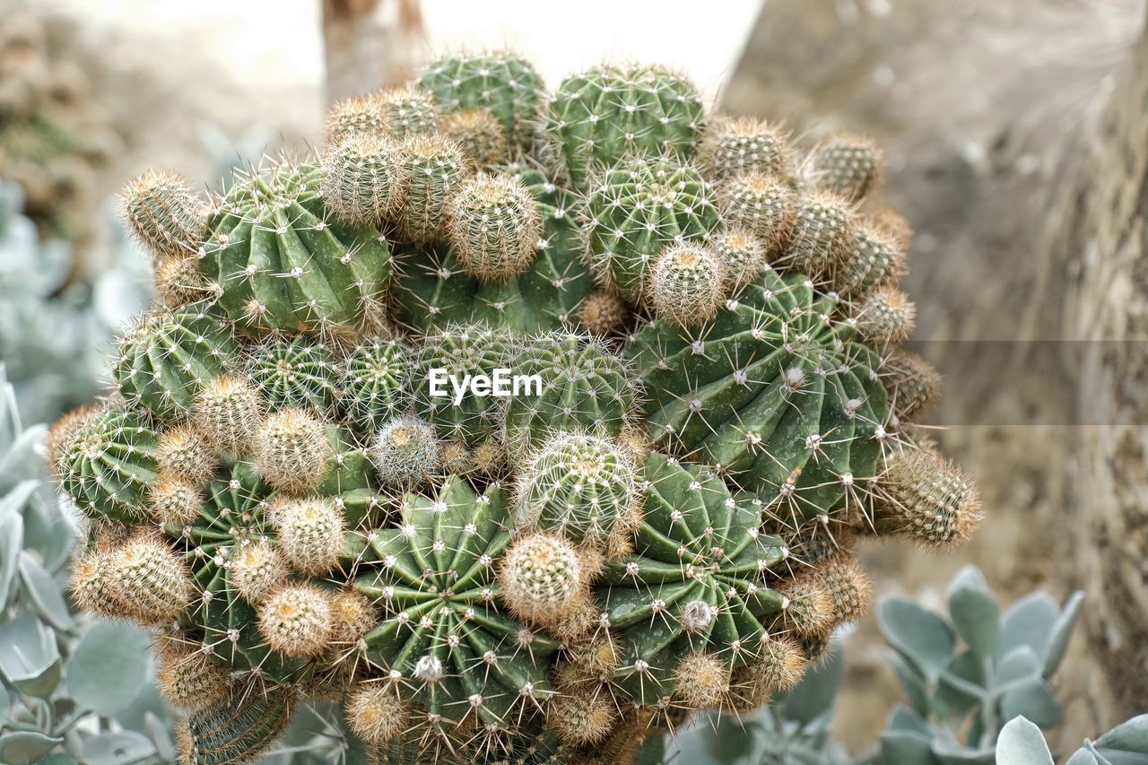 CLOSE-UP OF CACTUS