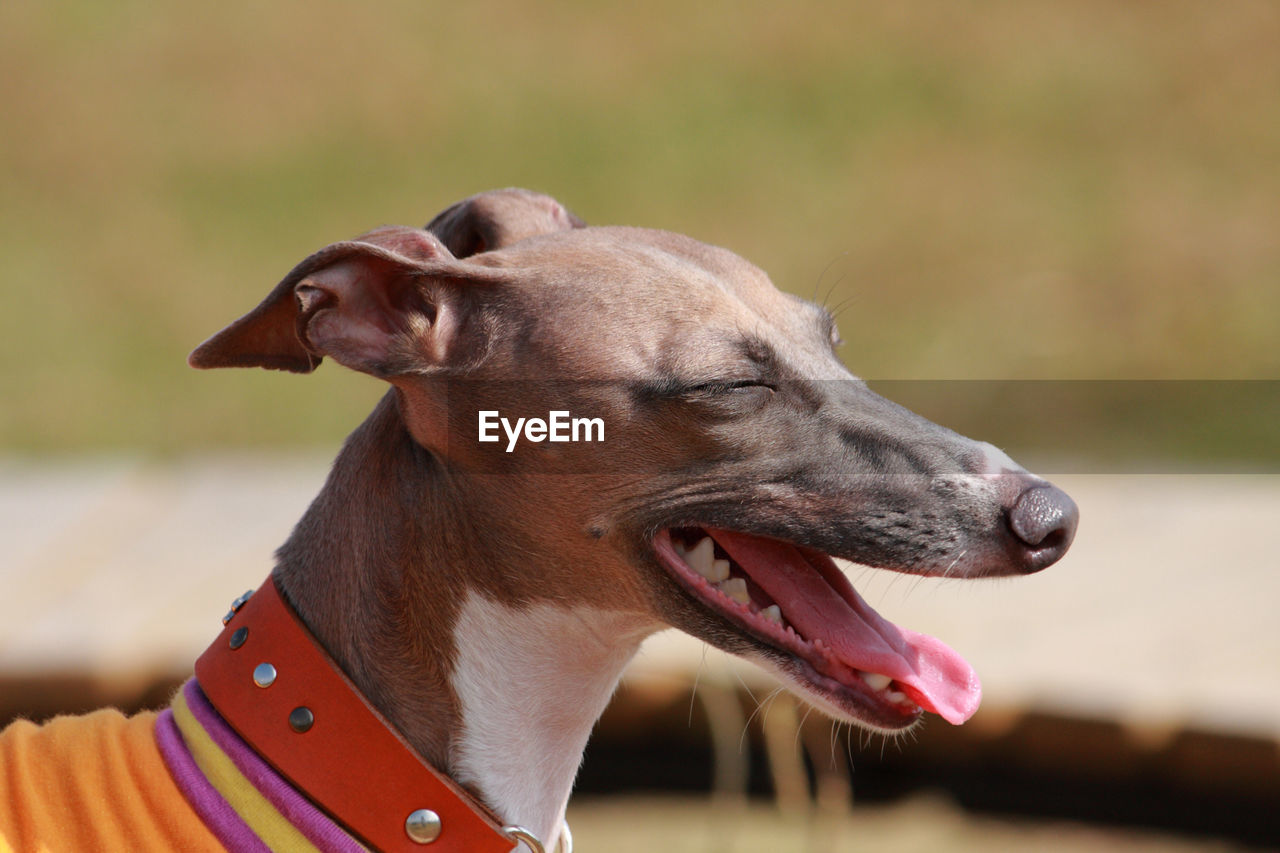 Close-up of a dog looking away