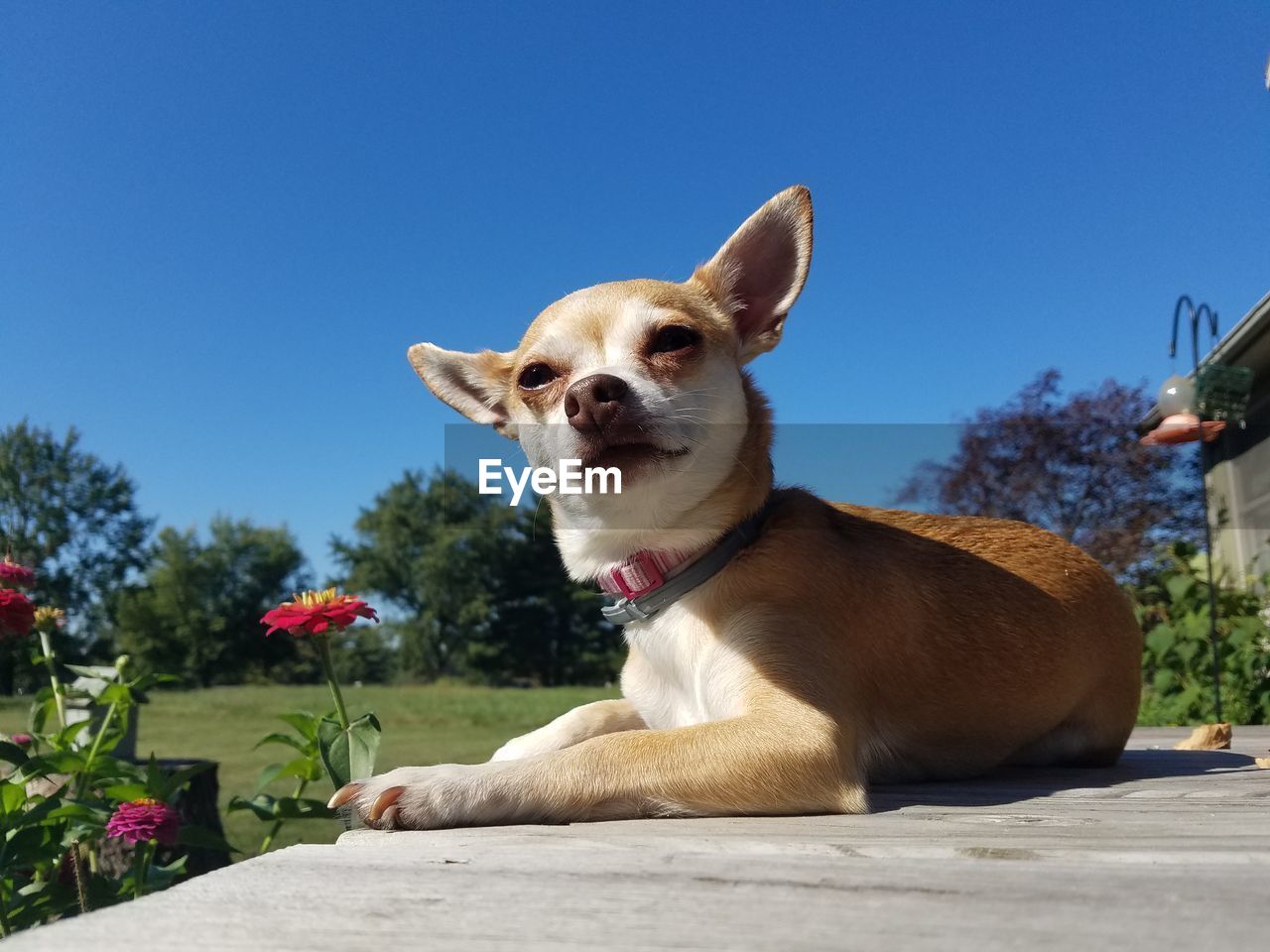 PORTRAIT OF A DOG LOOKING AWAY