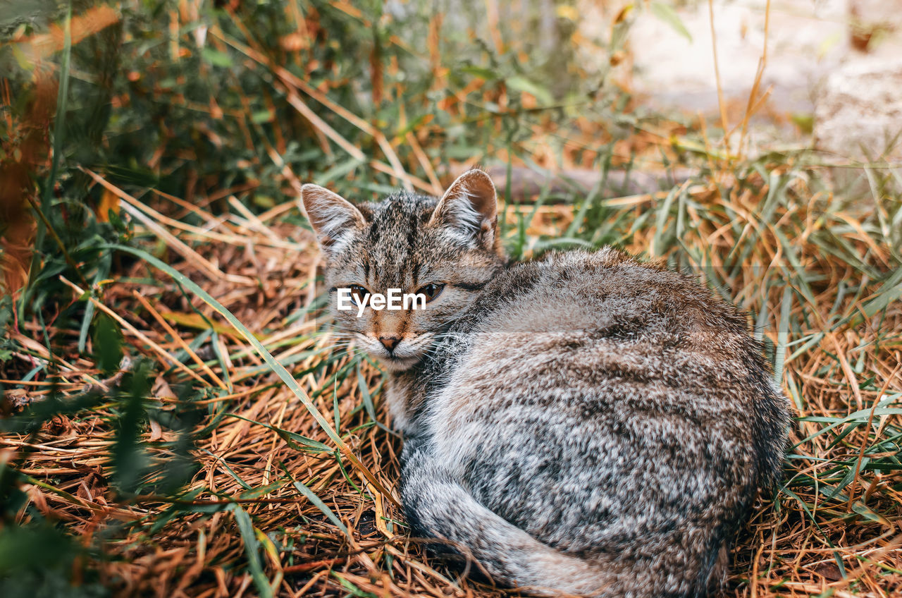 Cute pets. gray kitten lies on grass. funny screen saver with kitten.