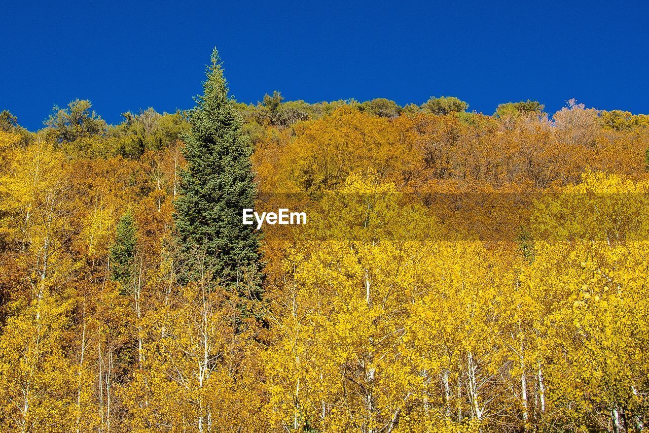 Yellow flowers growing in forest