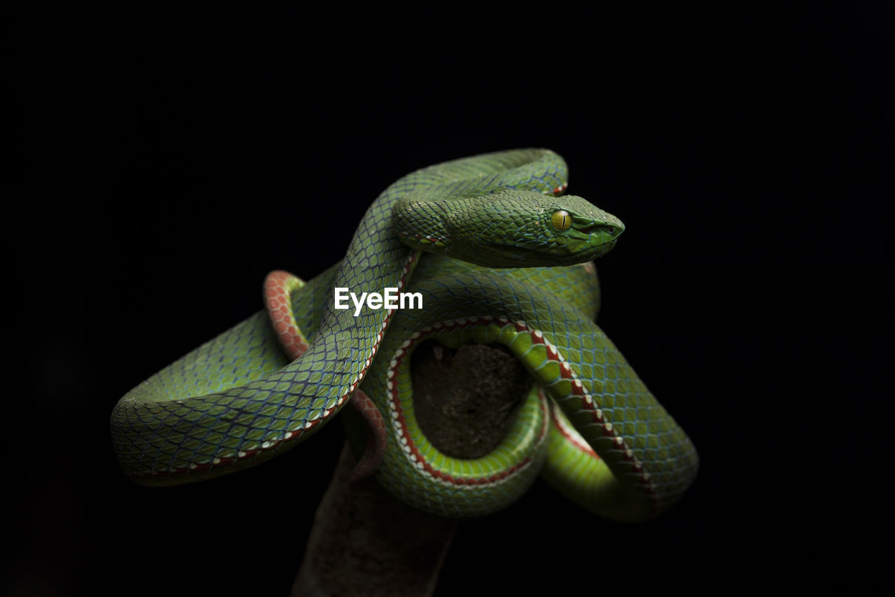 Popeia fucata: viper snake from malaysia