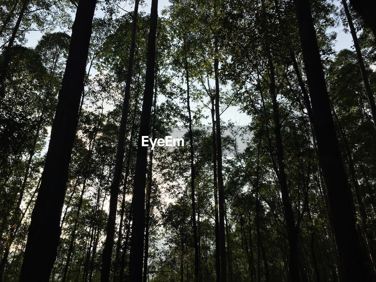 LOW ANGLE VIEW OF TREES IN THE FOREST