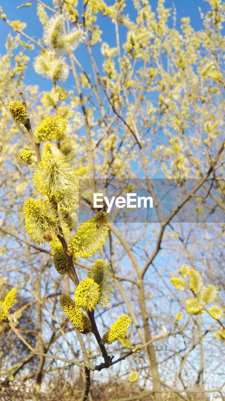 Close-up of yellow flowers blooming on tree