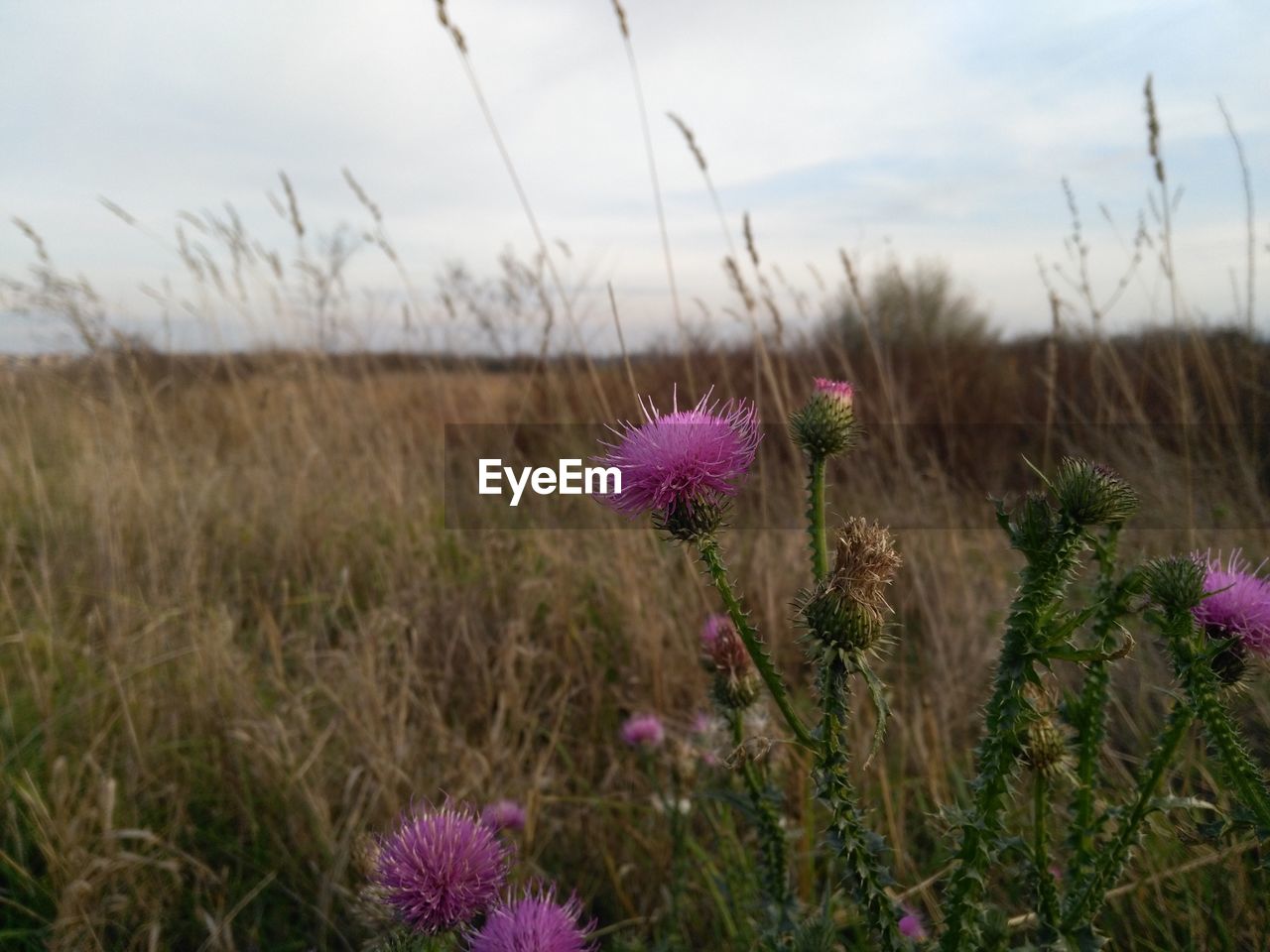 PURPLE WILDFLOWERS BLOOMING ON FIELD