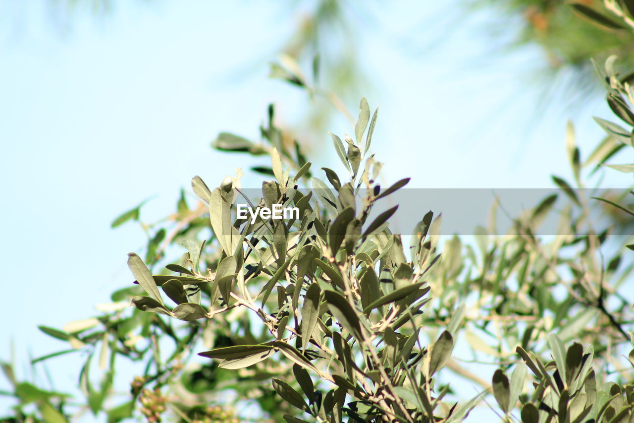 LOW ANGLE VIEW OF PLANTS AGAINST SKY