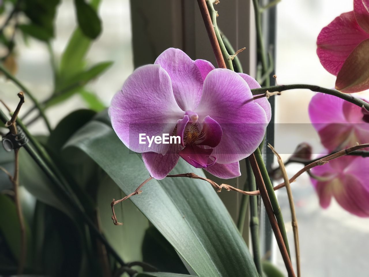 CLOSE-UP OF PURPLE FLOWERING PLANTS