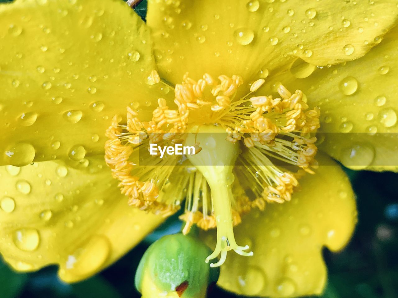 CLOSE-UP OF WATER DROPS ON YELLOW FLOWER