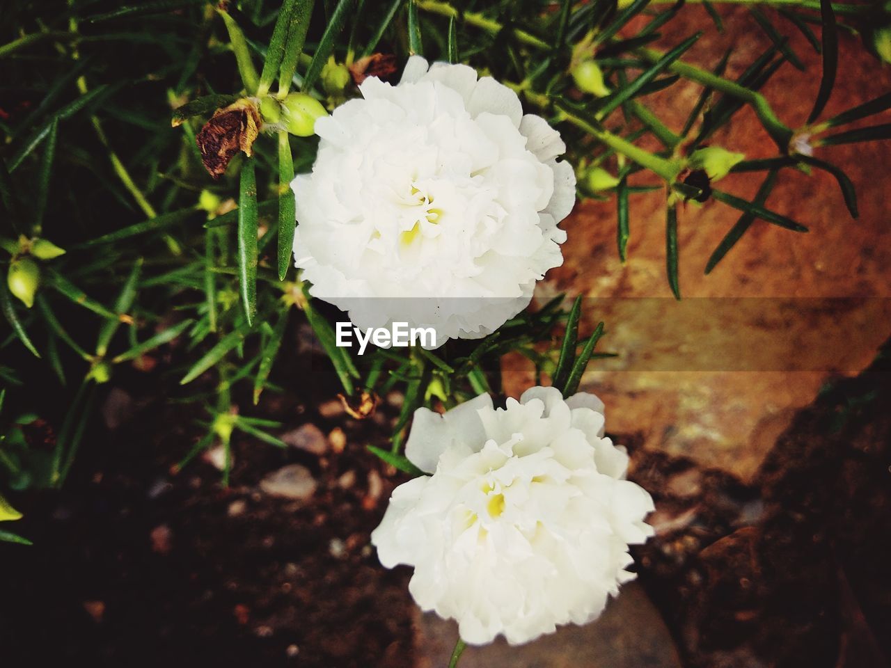 CLOSE-UP OF WHITE FLOWERING PLANT