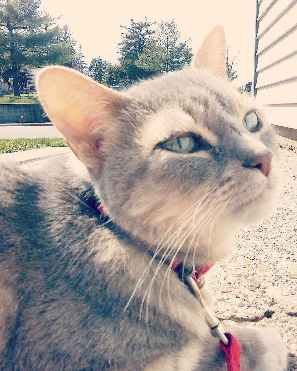 CLOSE-UP OF WHITE CAT