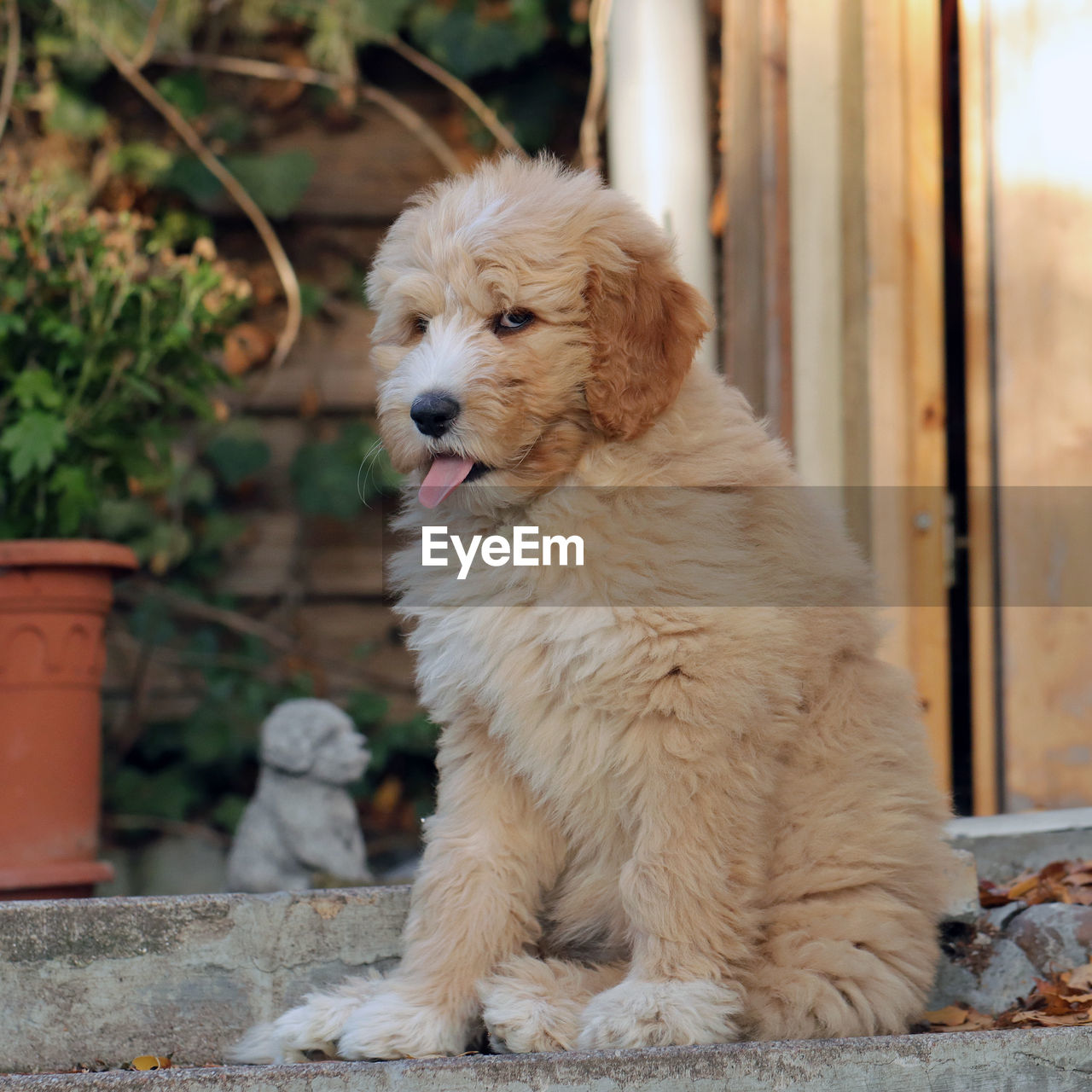 pet, animal themes, domestic animals, one animal, dog, canine, animal, mammal, puppy, retriever, cute, golden retriever, sitting, nature, animal hair, no people, carnivore, outdoors, purebred dog, architecture, looking