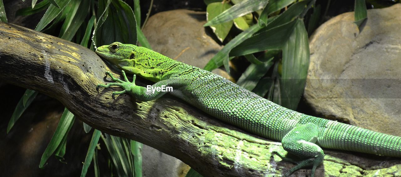 Close-up of lizard on branch