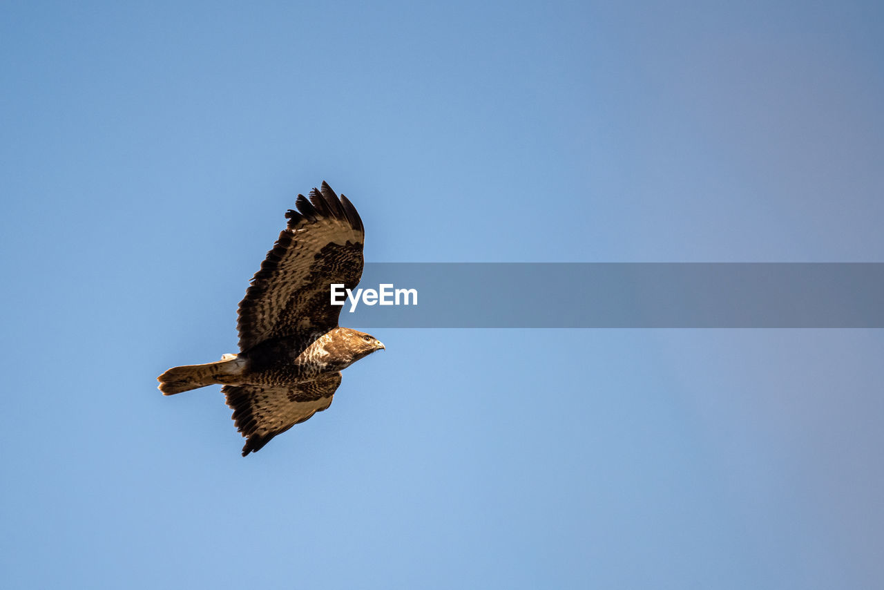 animal themes, animal, wildlife, animal wildlife, bird, flying, one animal, bird of prey, sky, clear sky, blue, spread wings, animal body part, copy space, nature, no people, eagle, buzzard, mid-air, low angle view, sunny, falcon, hawk, motion, outdoors, day, wing, beauty in nature, full length, animal wing, bald eagle, beak