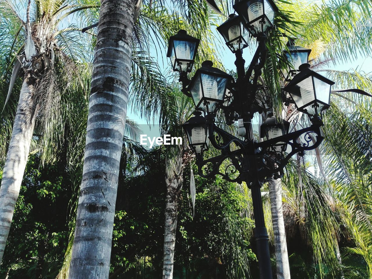 Low angle view of lamp post by palm trees