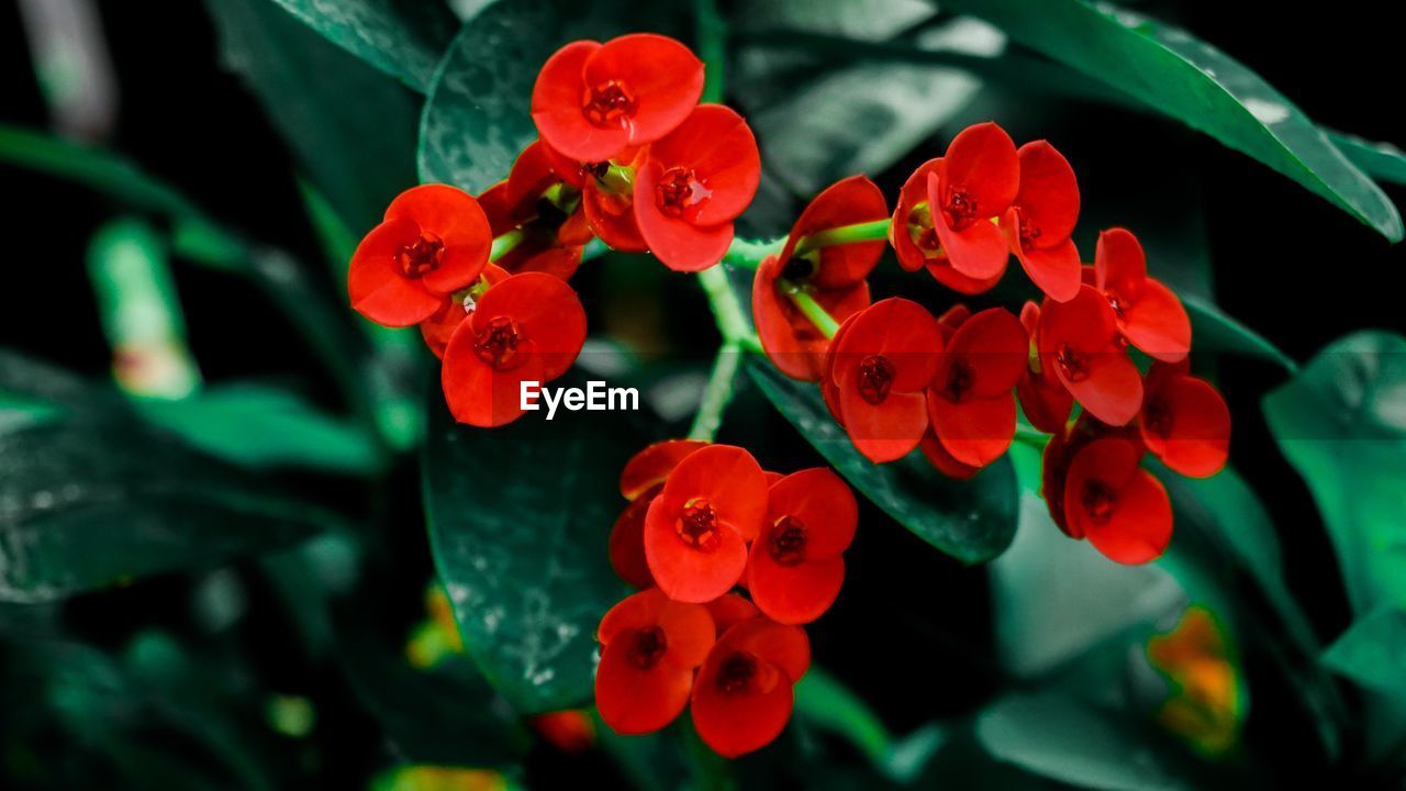 CLOSE-UP OF RED FLOWERING PLANT AGAINST BLURRED BACKGROUND