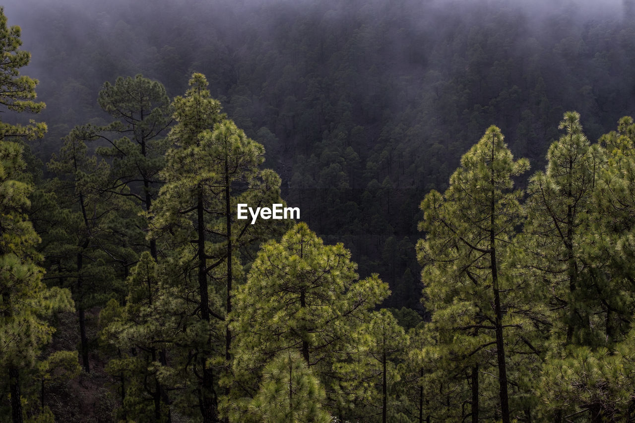 Pine trees in forest