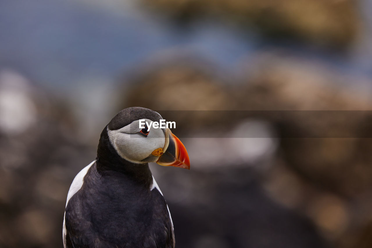 Puffin standing on a rock cliff . fratercula arctica 