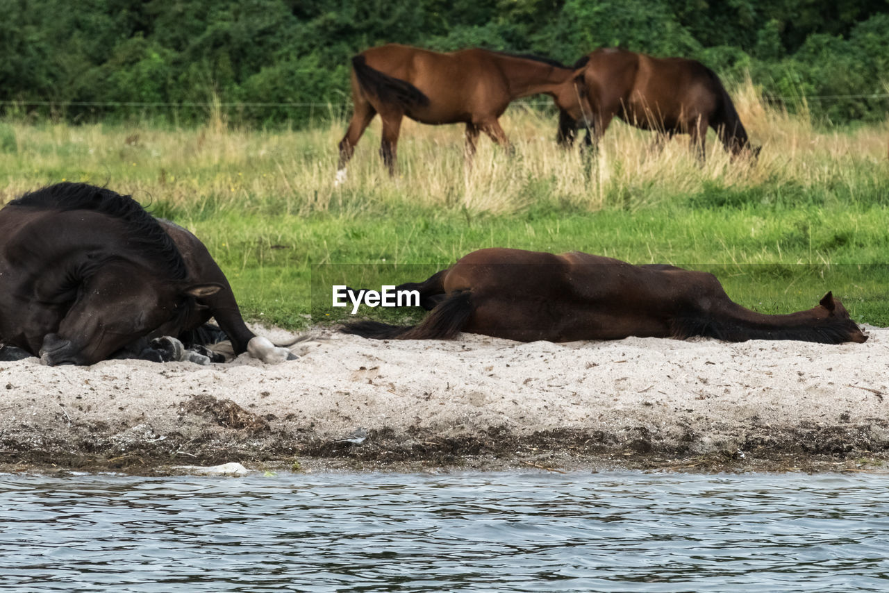 SHEEP IN WATER