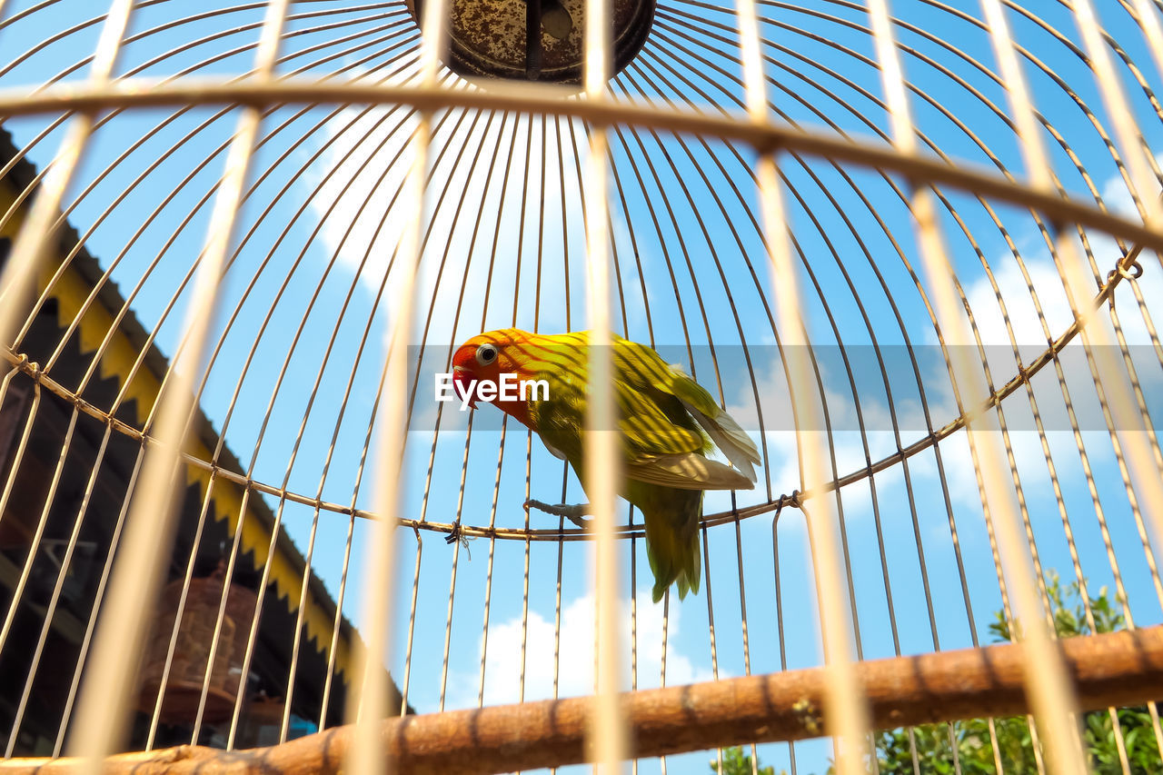 LOW ANGLE VIEW OF PARROT PERCHING ON CAGE