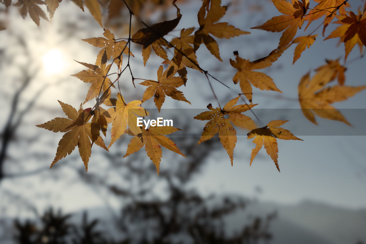 leaf, plant part, autumn, tree, nature, beauty in nature, plant, branch, maple tree, maple leaf, no people, tranquility, environment, maple, focus on foreground, sky, outdoors, scenics - nature, sunlight, close-up, yellow, land, day, orange color, autumn collection, selective focus, landscape, forest