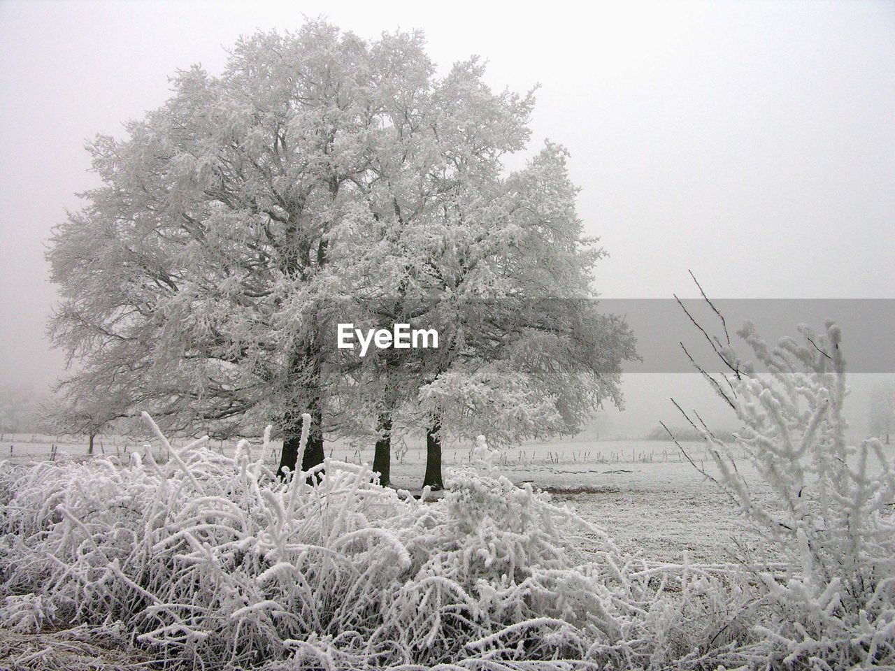 TREE GROWING ON LANDSCAPE