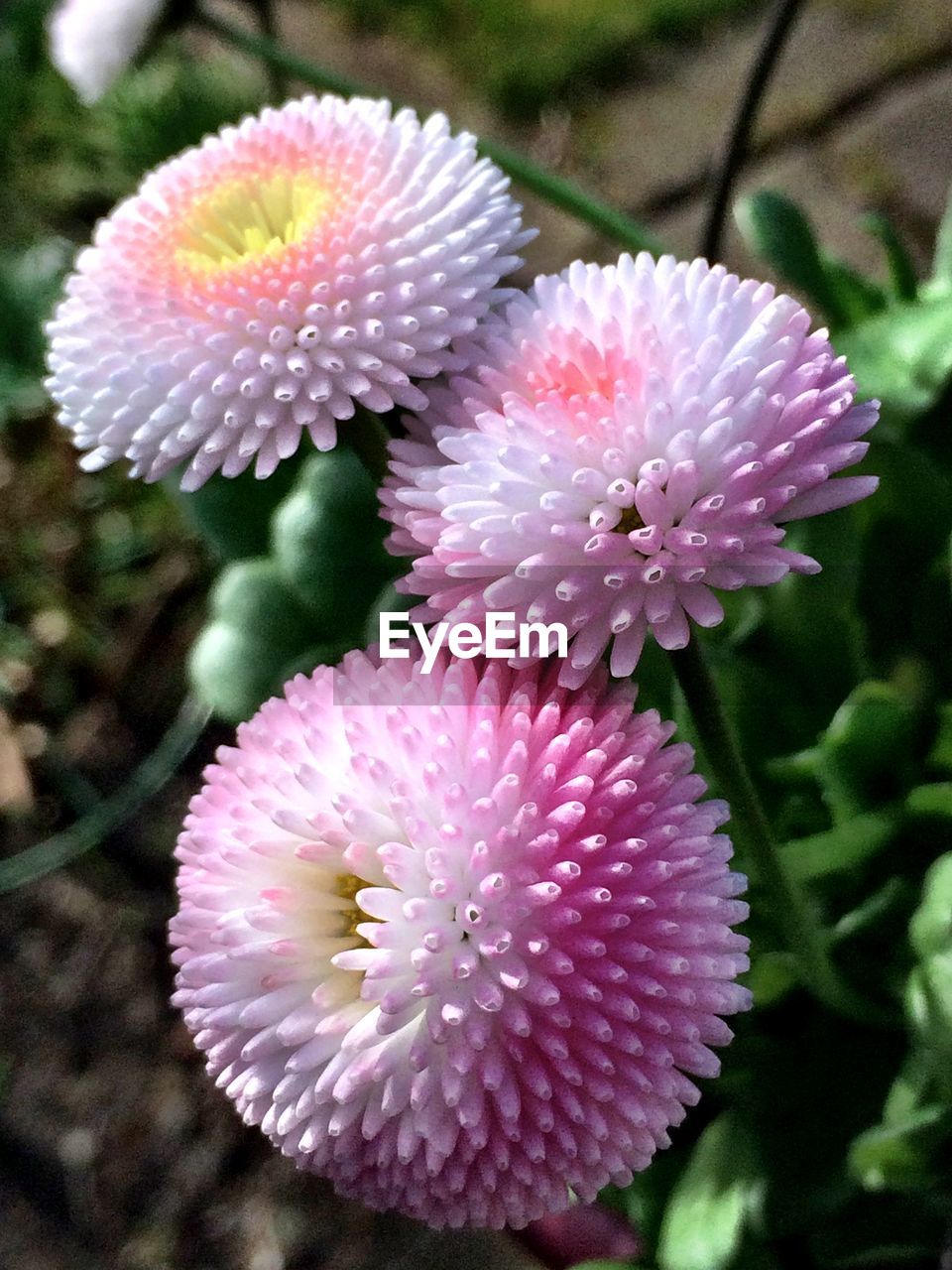 High angle view of flowers blooming on field