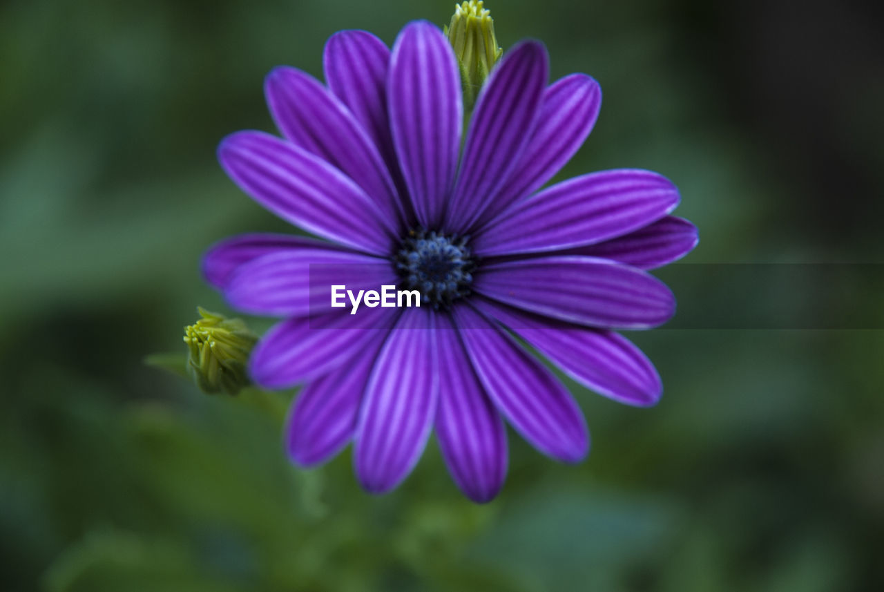 CLOSE-UP OF PURPLE DAISY