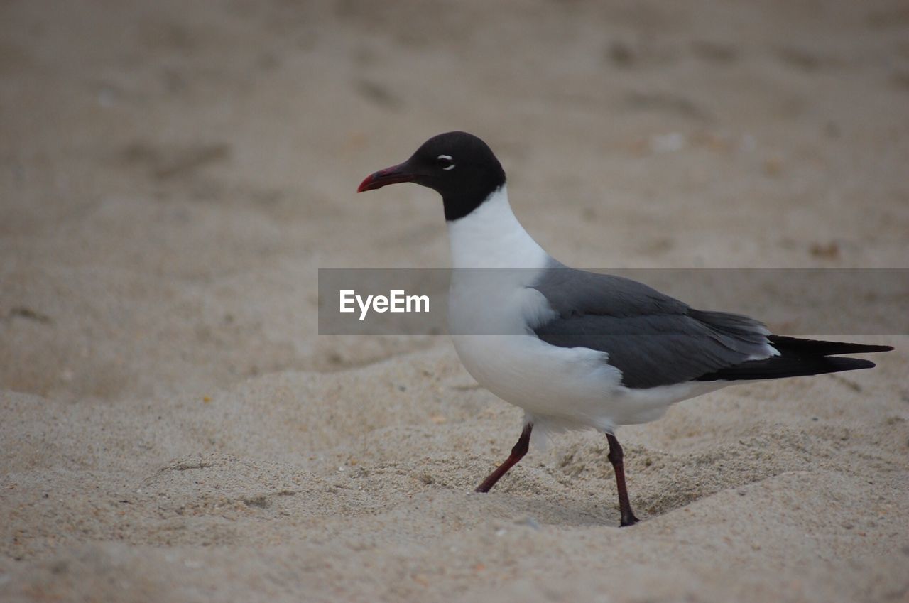 CLOSE-UP OF SEAGULL ON SAND