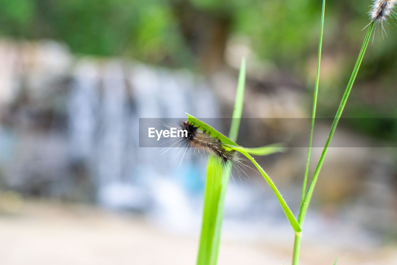 insect, animal themes, animal, one animal, plant, animal wildlife, nature, green, close-up, focus on foreground, wildlife, grass, macro photography, no people, beauty in nature, outdoors, flower, day, dragonfly, plant stem, environment, selective focus, land