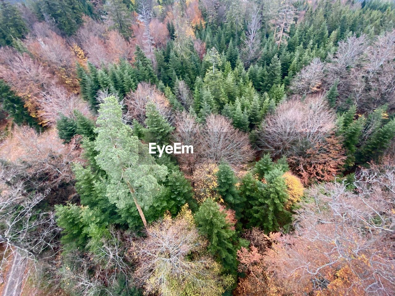 HIGH ANGLE VIEW OF PINE TREES