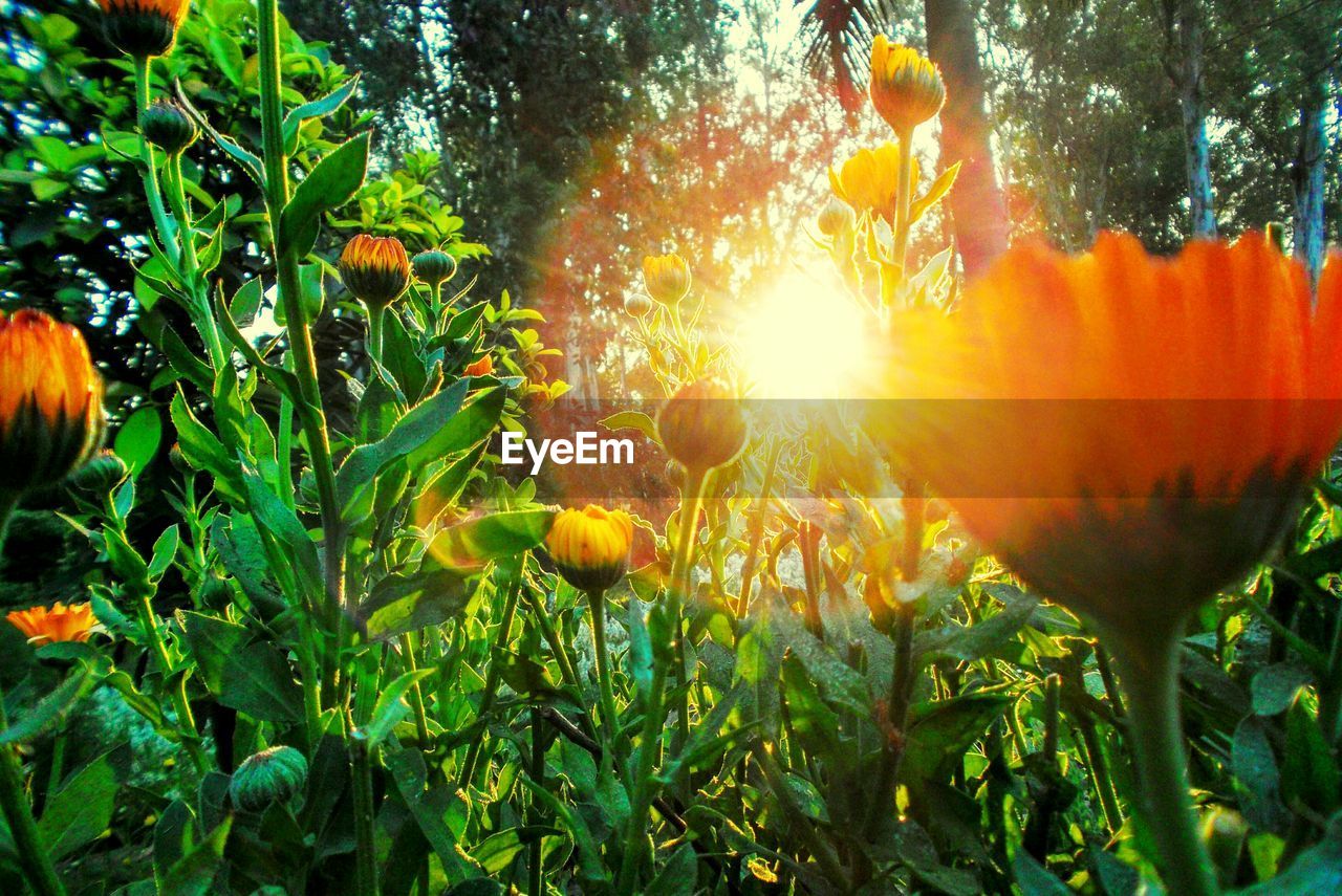 Close-up of orange flower on field against sky