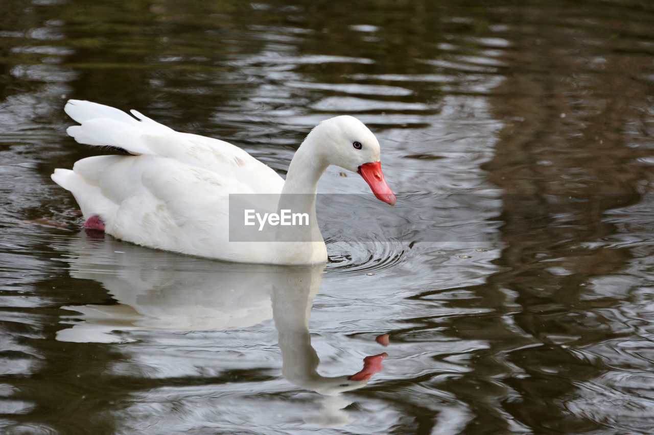 Coscoroba swan swimming on a lake