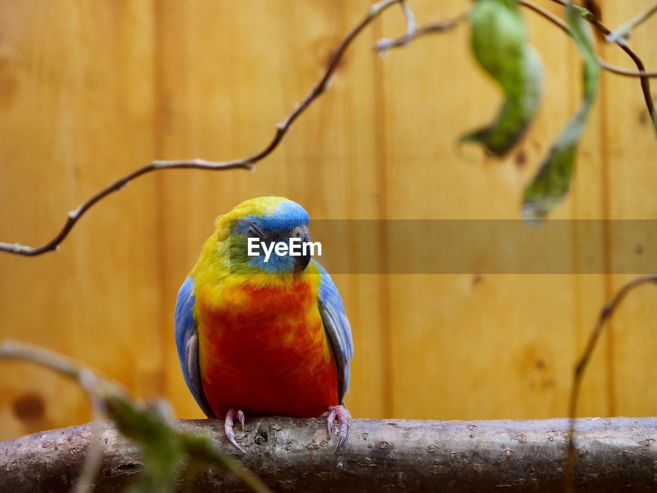 Close-up of parrot perching on branch