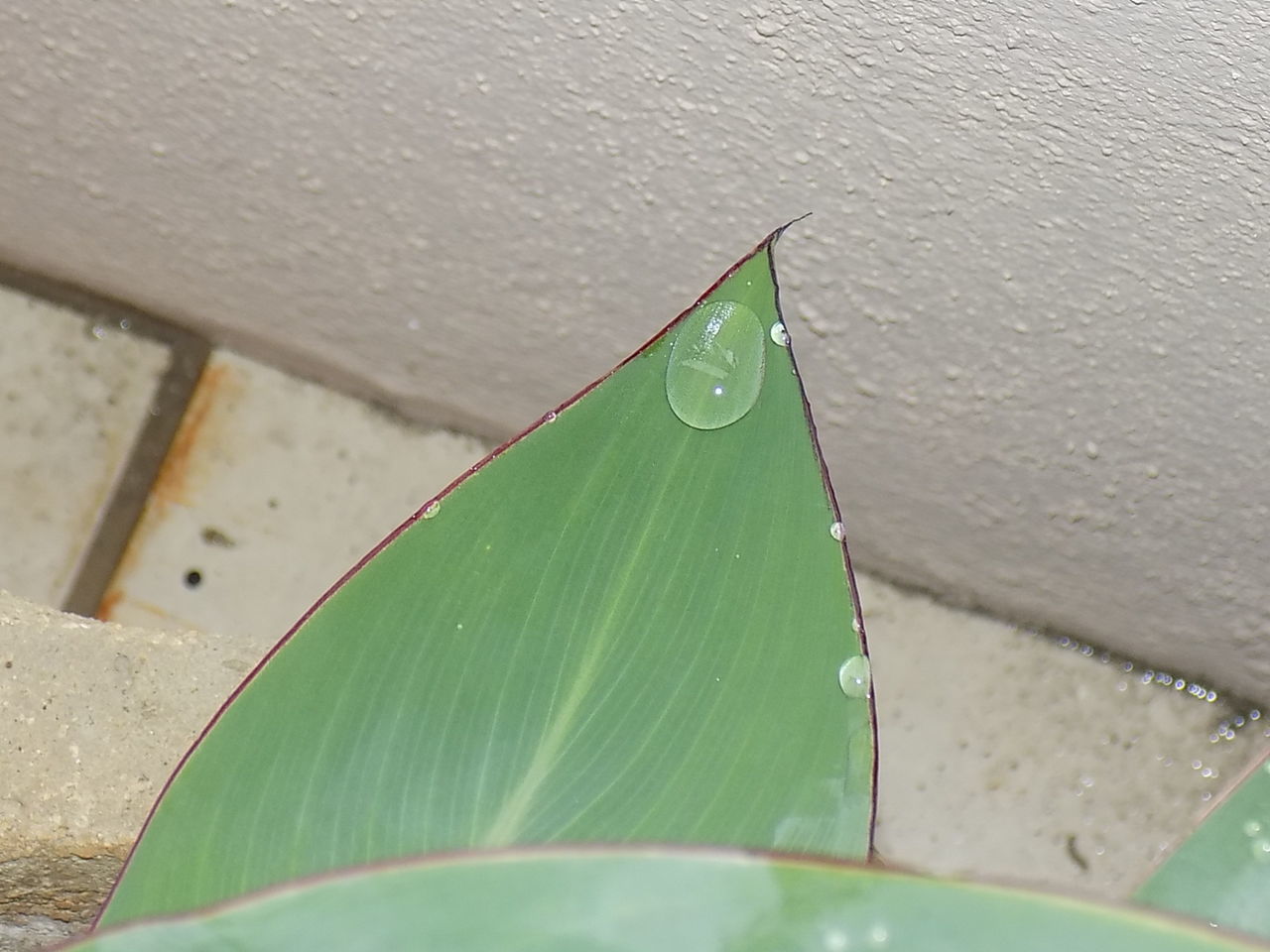 CLOSE-UP OF LEAVES ON LEAF