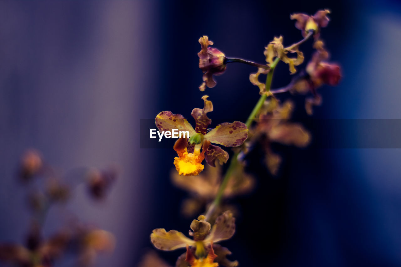 Close-up of flowering plant against blue sky