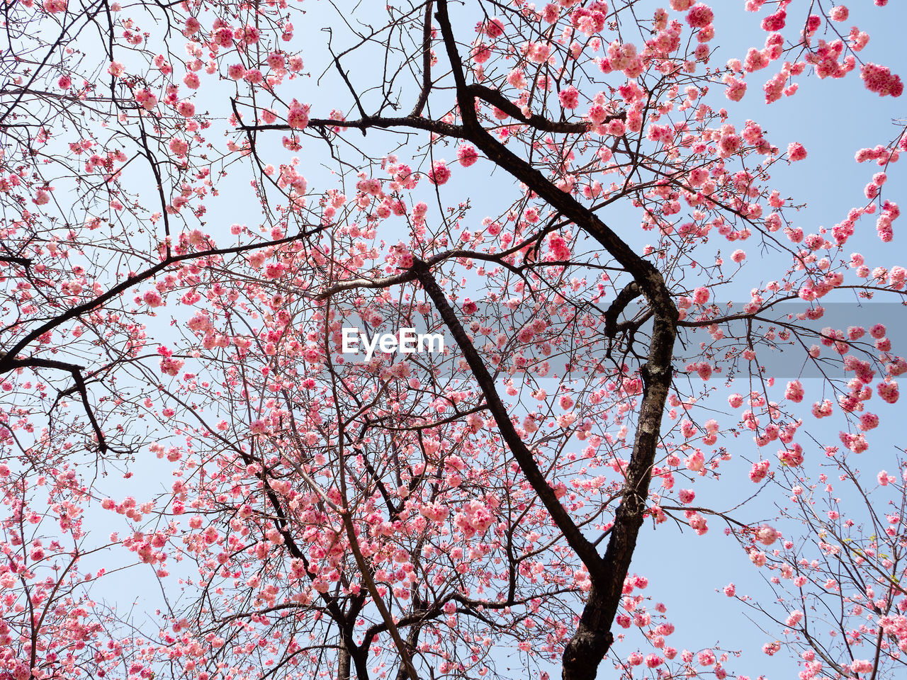 Low angle view of pink sakura on black branches blossoming under blue clear sky.