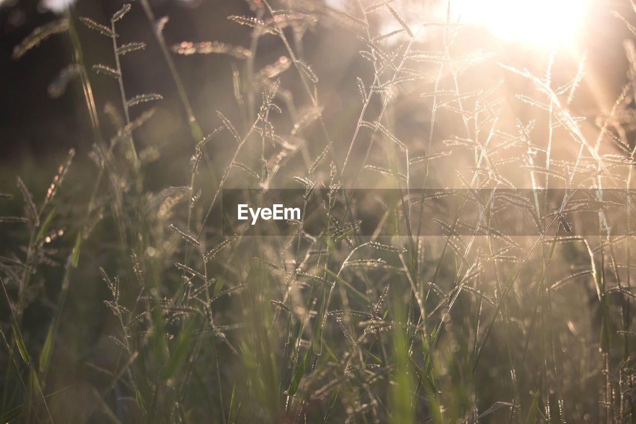 Full frame shot of plants on field