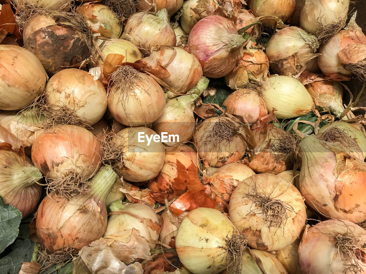 CLOSE-UP OF PUMPKINS
