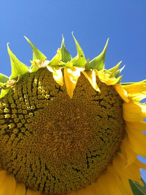 CLOSE-UP OF YELLOW OBJECT