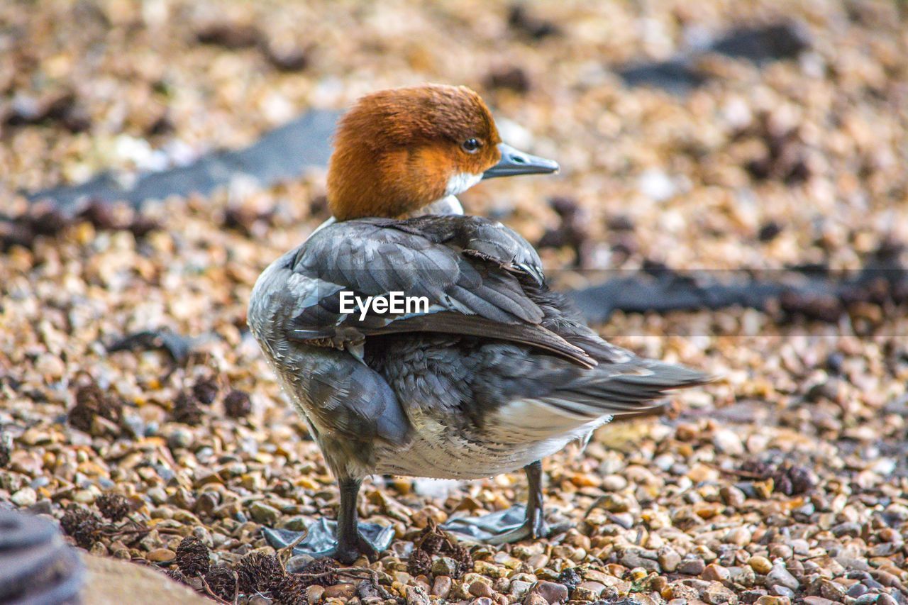 CLOSE-UP OF BIRD ON SHORE