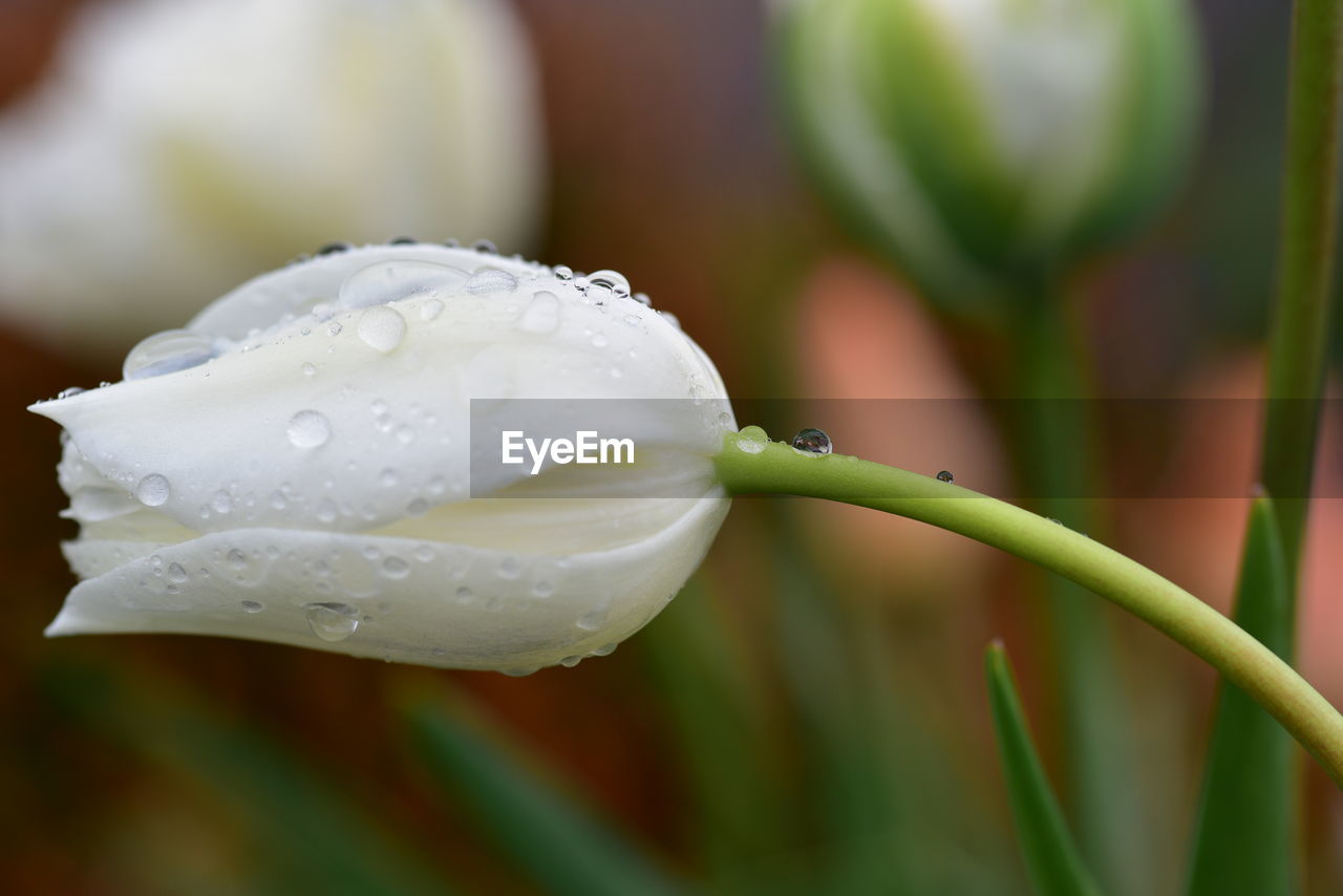 CLOSE-UP OF WET WHITE ROSE