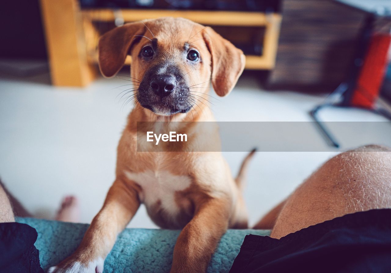 High angle portrait of dog standing at home