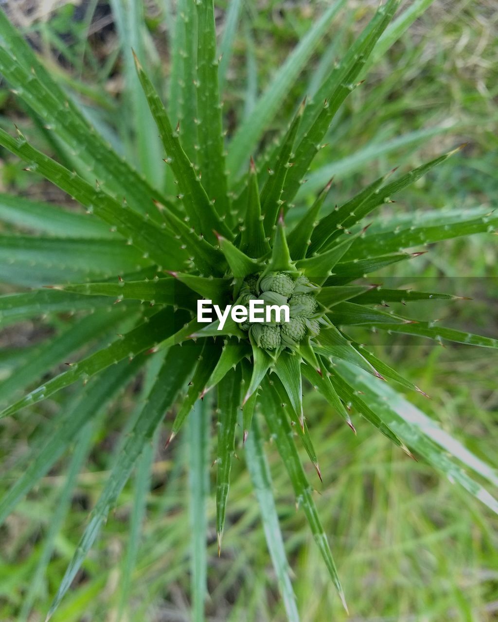 FULL FRAME SHOT OF SUCCULENT PLANT