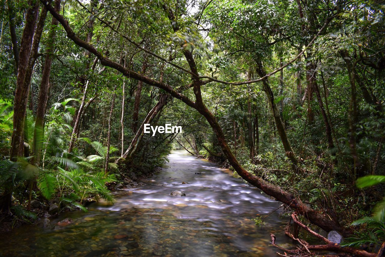 STREAM AMIDST TREES IN FOREST