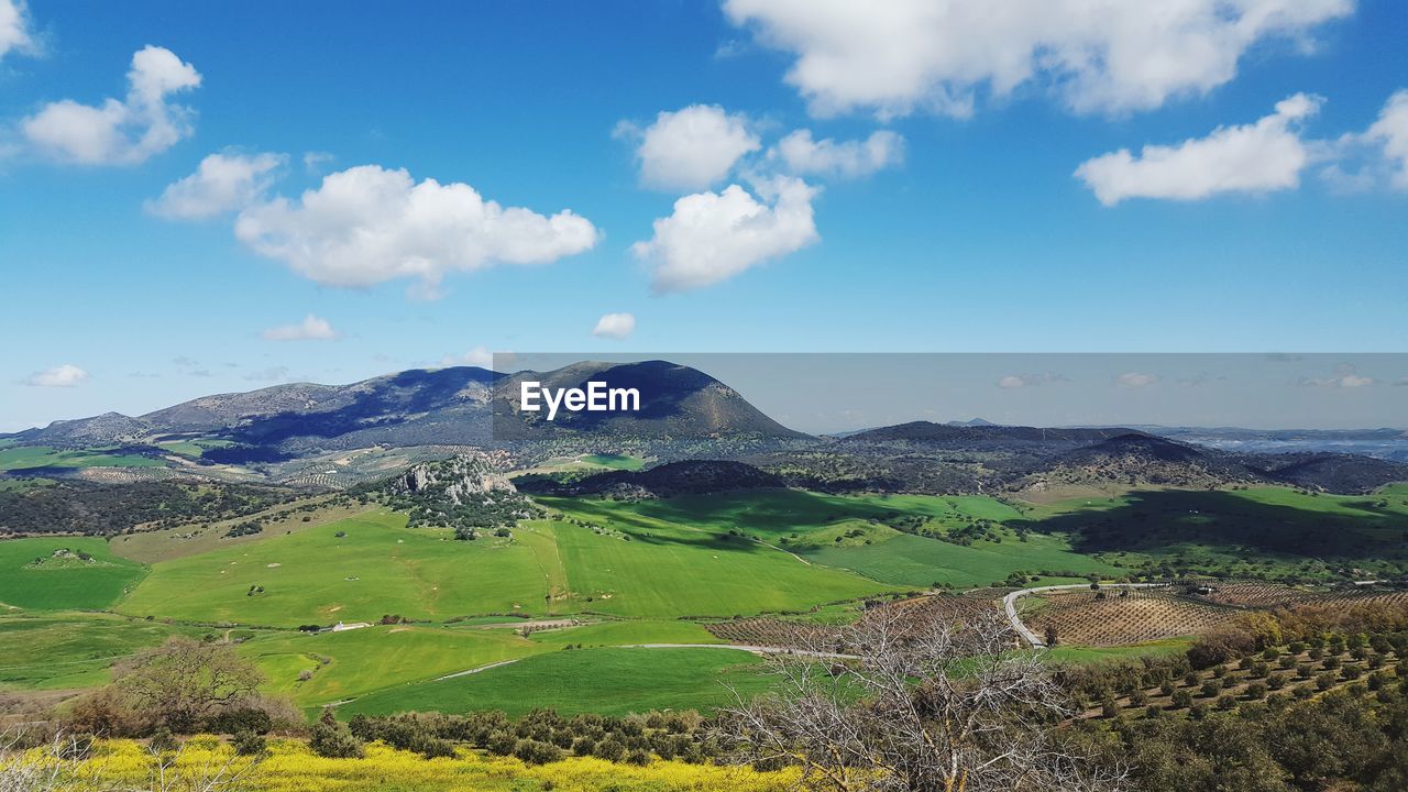 Scenic view of agricultural field against sky